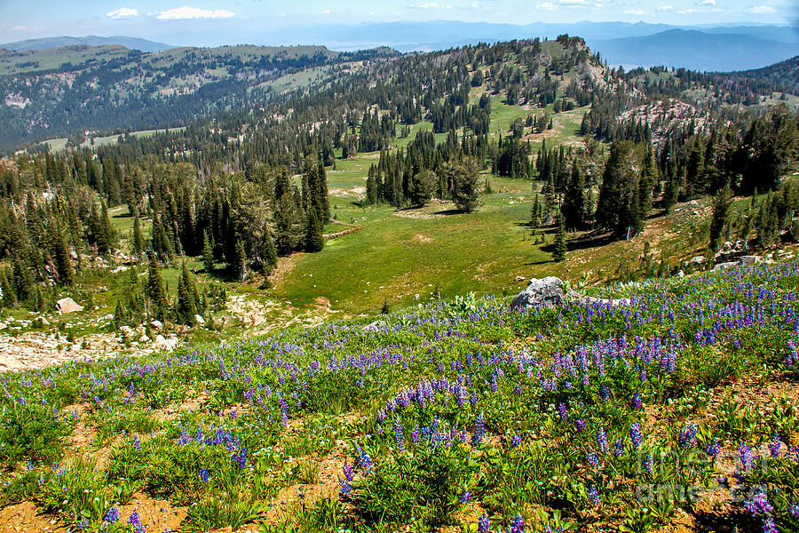 Alpine Meadow Photograph by Robert Bales