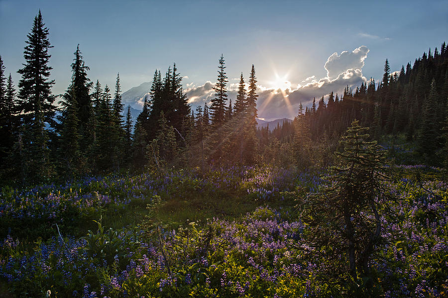 Flower Photograph - Alpine Meadow Sunrays by Mike Reid