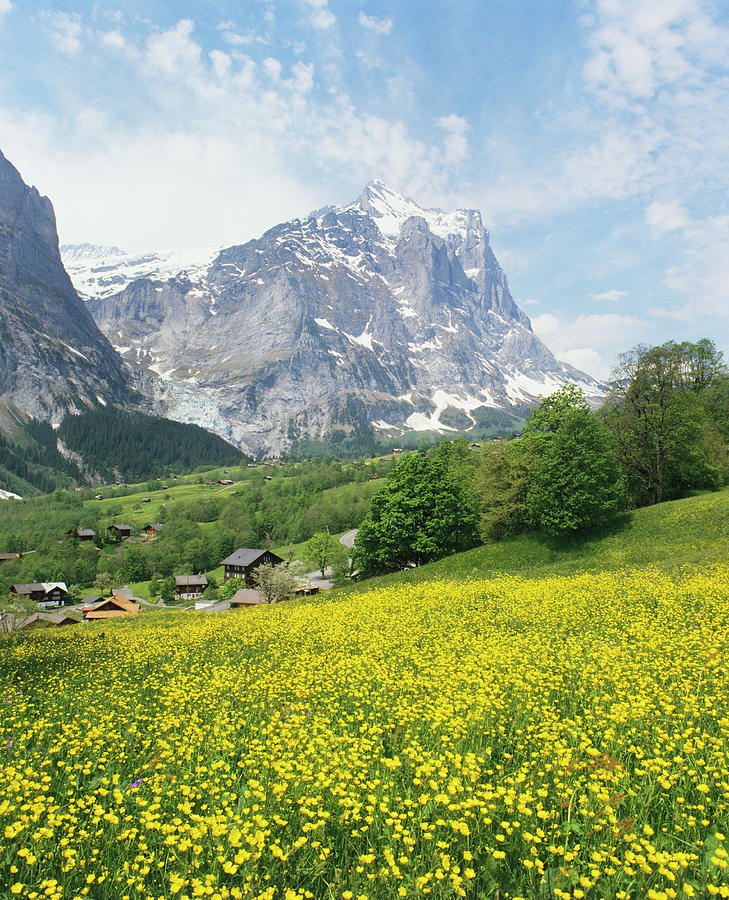 Alpine Meadow by Science Photo Library