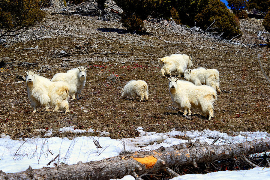 Alpine Mountain Goats Photograph by Greg Norrell