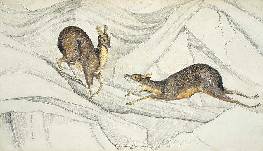 Deer Photograph - Alpine musk deer, artwork by Science Photo Library
