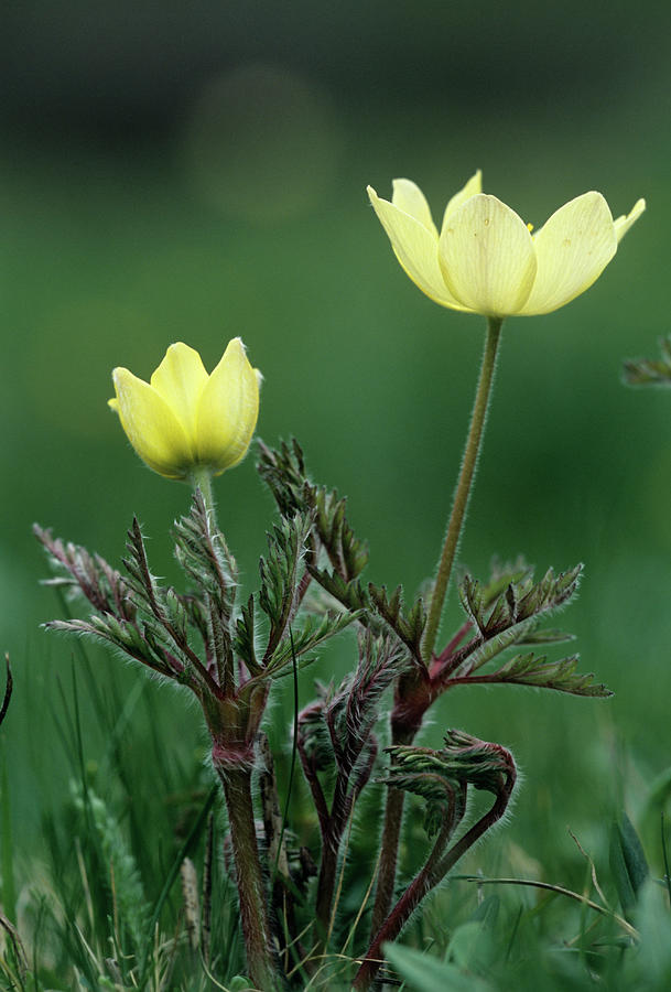 Nature Photograph - Alpine Pasque Flowers (pulsatilla Alpina) by Bob Gibbons/science Photo Library