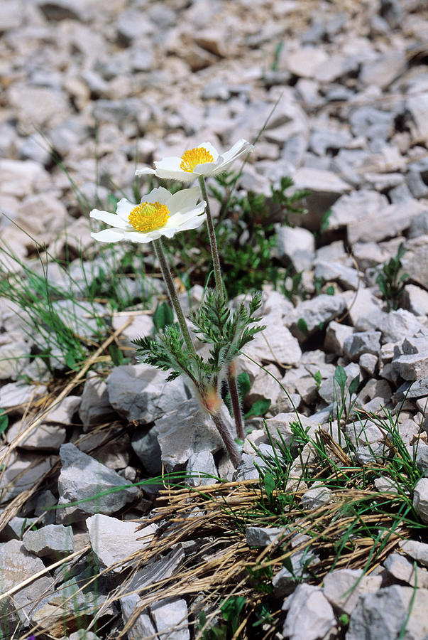 Summer Photograph - Alpine Pasqueflower by Bruno Petriglia/science Photo Library