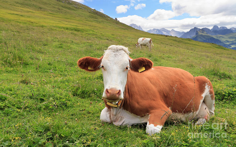 Alpine Pasture With Cow Photograph by Antonio Scarpi