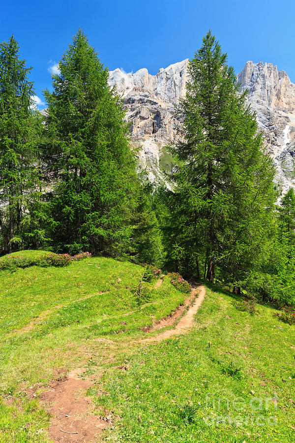 alpine path in Contrin Valley Photograph by Antonio Scarpi
