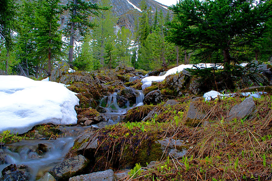 Alpine Spring  Photograph by Kevin Bone