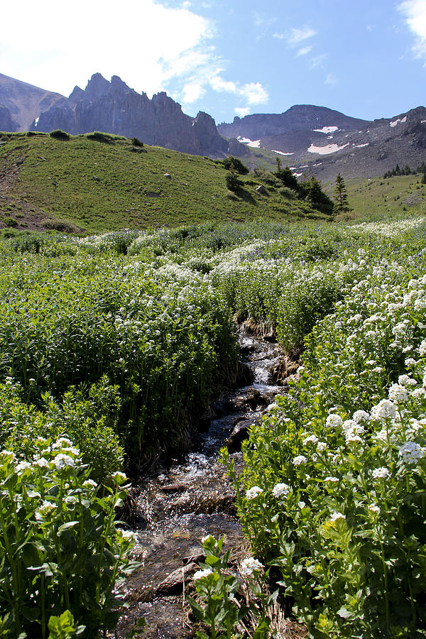 Alpine stream Photograph by Marta Alfred