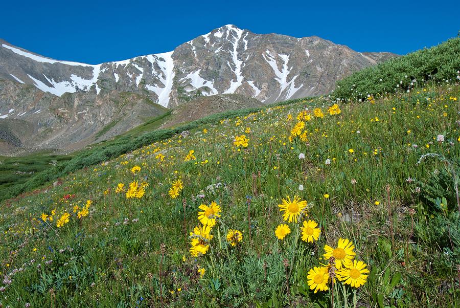 Alpine Sunflower and Grays Peak Photograph by Cascade Colors