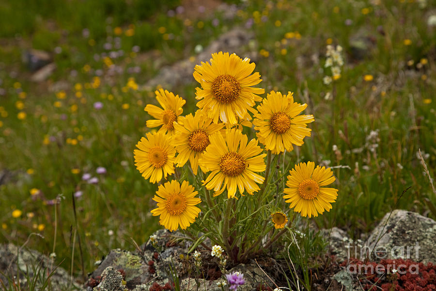 Alpine Sunflower in California Gulch Photograph by Fred Stearns