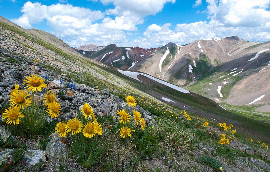 Alpine Sunflower Summer Mountain Landscape Photograph by Cascade Colors