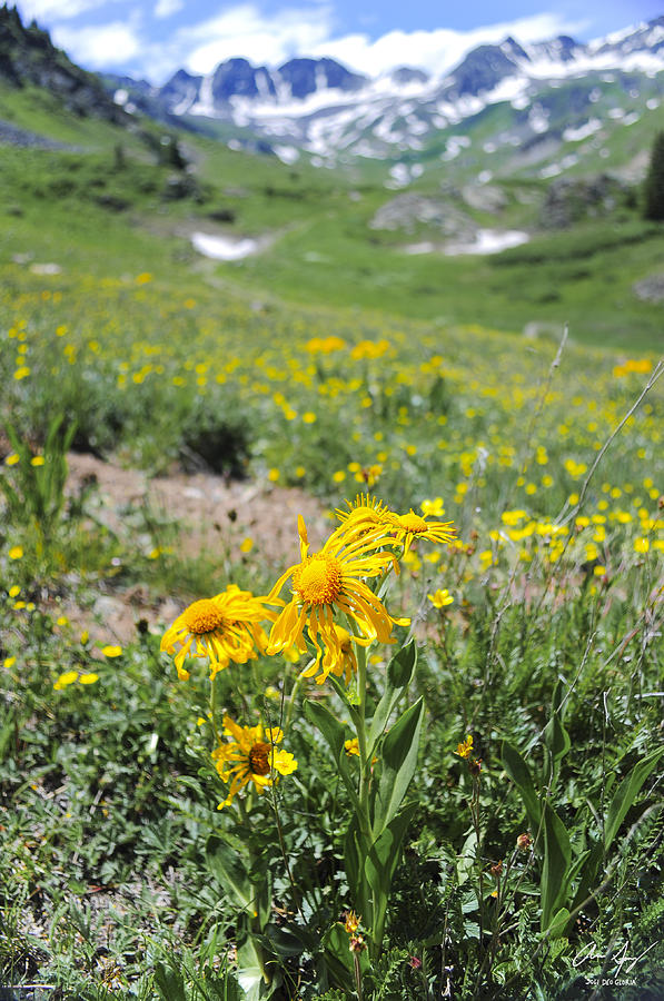 Alpine Sunflowers Photograph by Aaron Spong