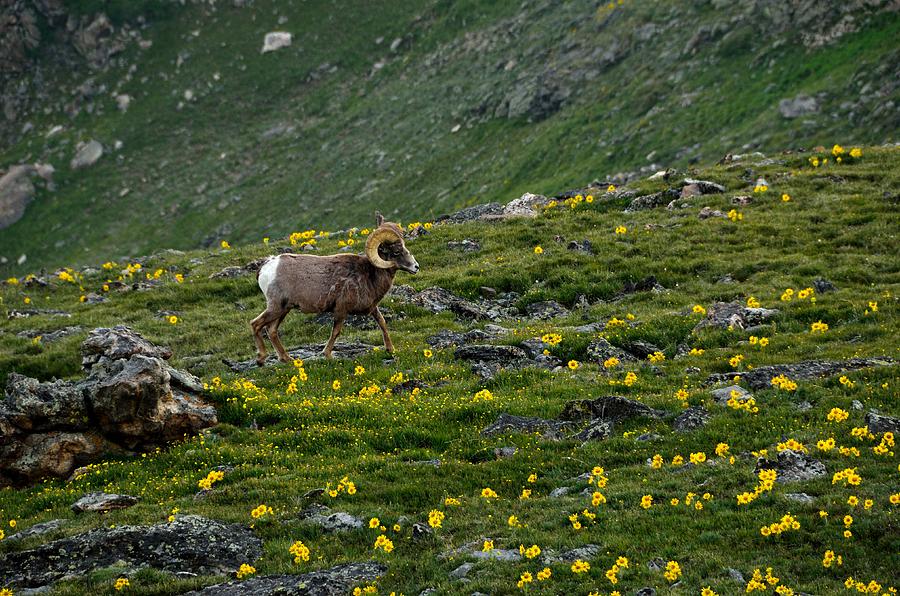Alpine Sunflowers and Bighorn Ram Photograph by Tranquil Light Photography
