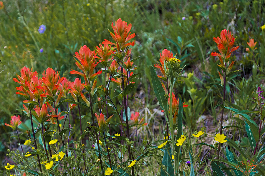 Alpine Wildflowers 3 Photograph by Aaron Spong
