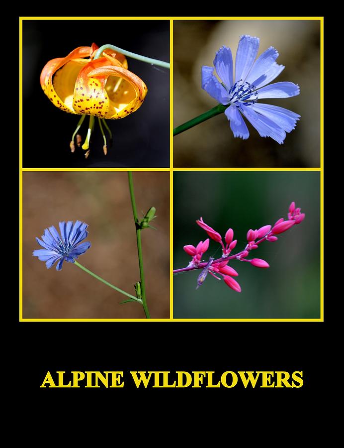 Alpine Wildflowers Photograph by AJ  Schibig