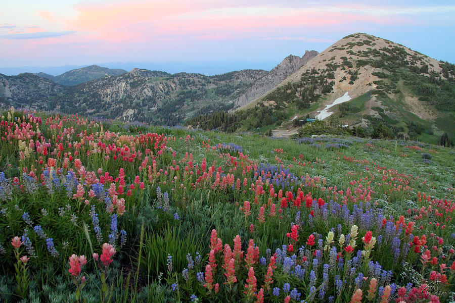 Alpine Wildflowers And View At Sunset by Brett Pelletier