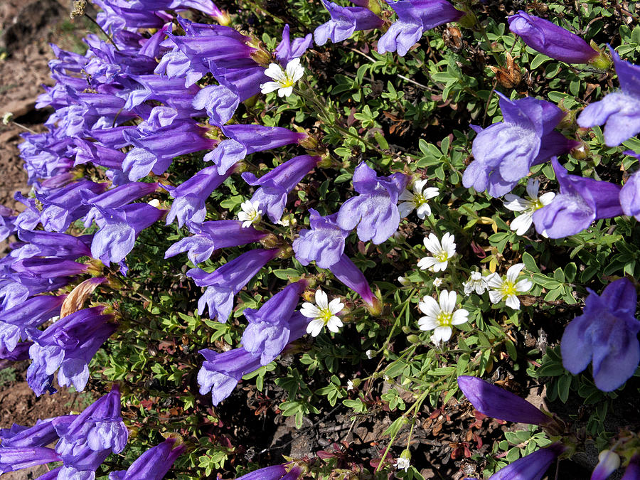 Alpine Wildflowers Photograph