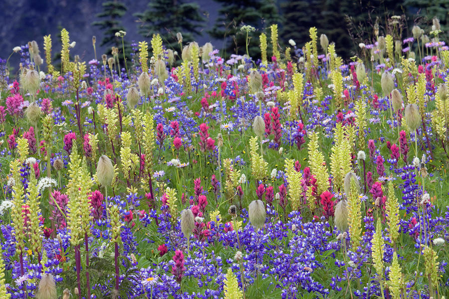 Alpine Wildflowers, Mount Rainier Photograph by Ken Archer