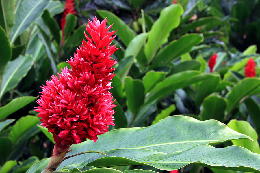 Nature Photograph - Alpinia Tahitian Ginger Red by Karon Melillo DeVega