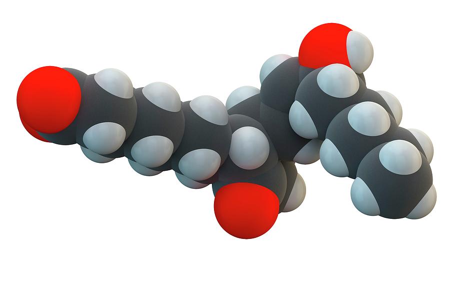 Molecular Model Photograph - Alprostadil Drug Molecule by Ella Maru Studio / Science Photo Library
