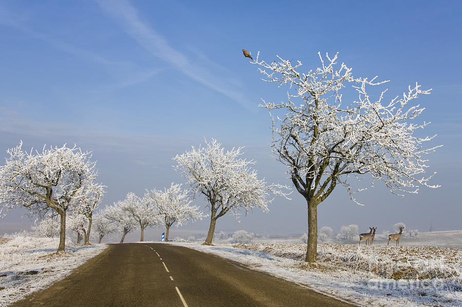 Alsace France In Winter Photograph by Jean-Louis Klein and Marie-Luce Hubert