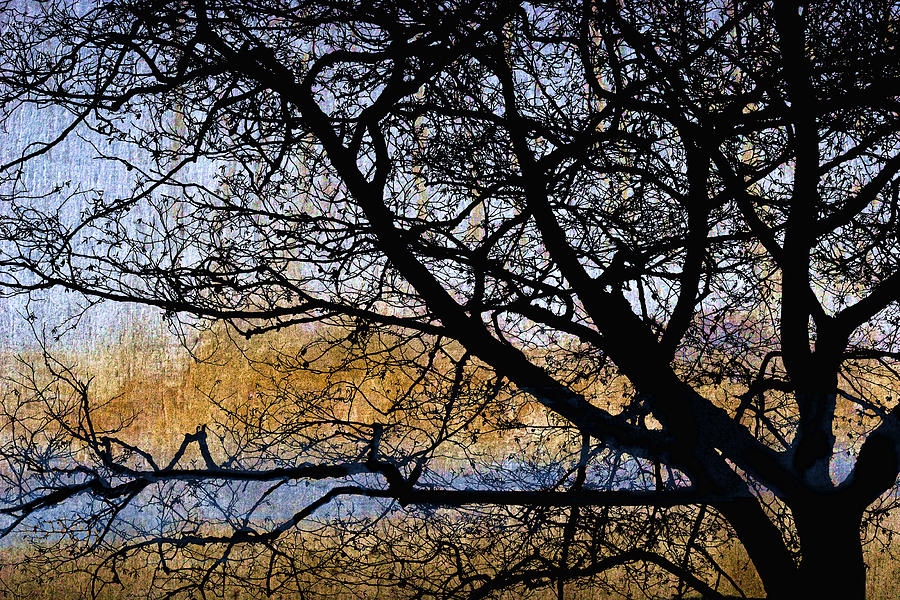 Alsea Bay Tree Photograph by Carol Leigh