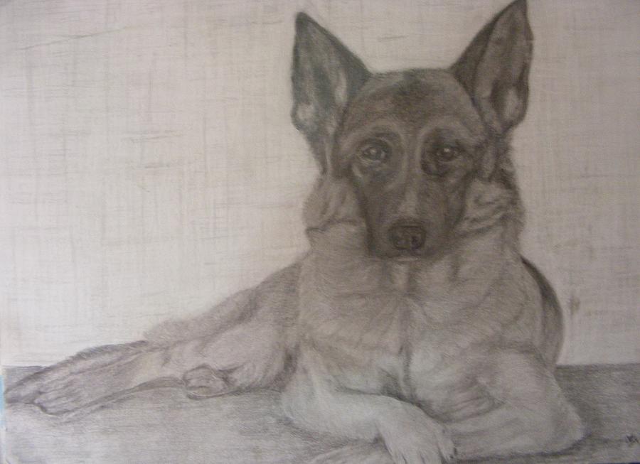 Alsatian Drawing by Thomas McCaskie | Fine Art America