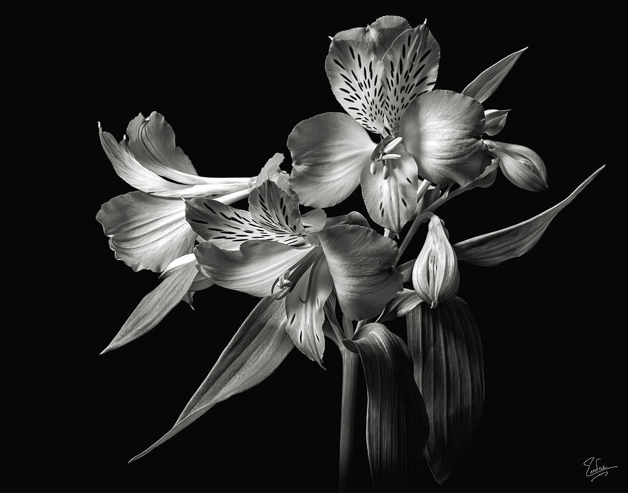 Alstroemeria 2 in Black and Whtie Photograph by Endre Balogh