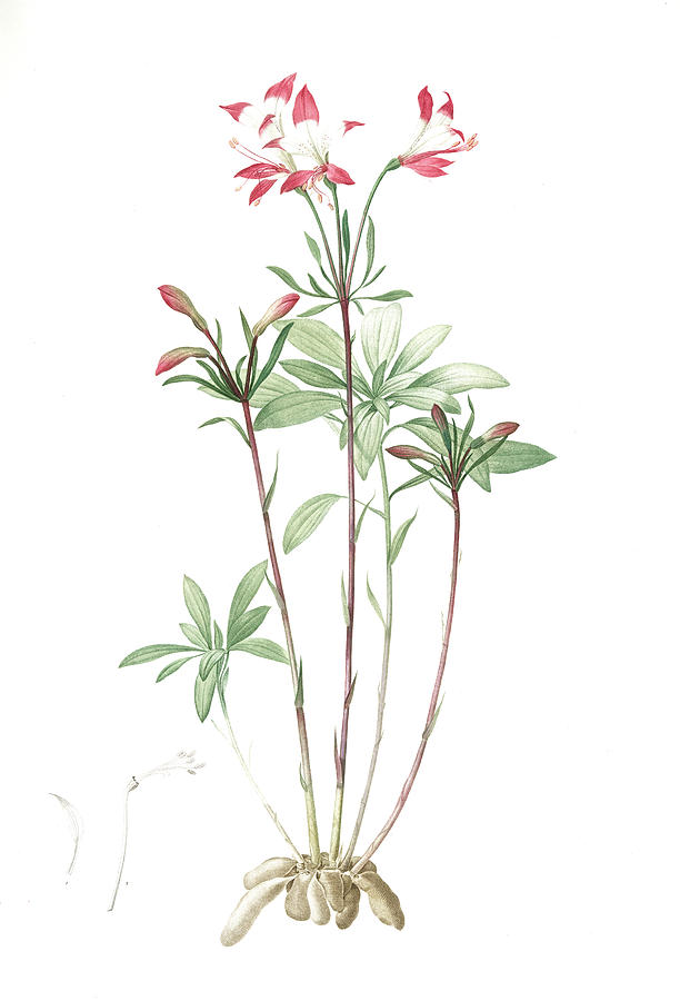 Flower Drawing - Alstroemeria, Alstroemeria Ligtu Inca Lily, Peruvian Lily by Artokoloro
