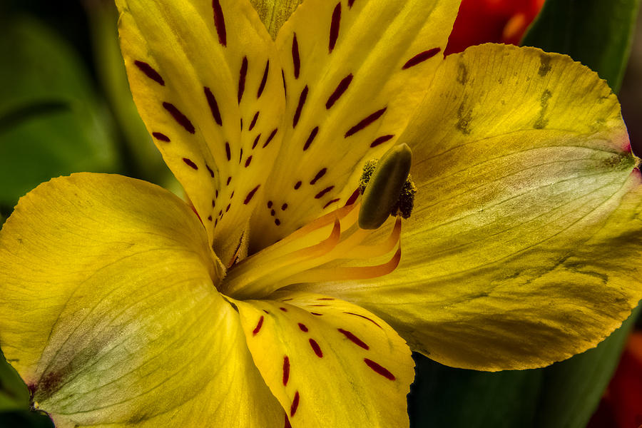 Alstroemeria Bloom Photograph by Ron Pate