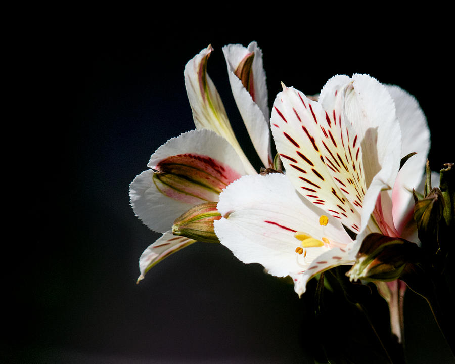 Alstroemeria Casablanca Photograph by Steve Kaye | Fine Art America