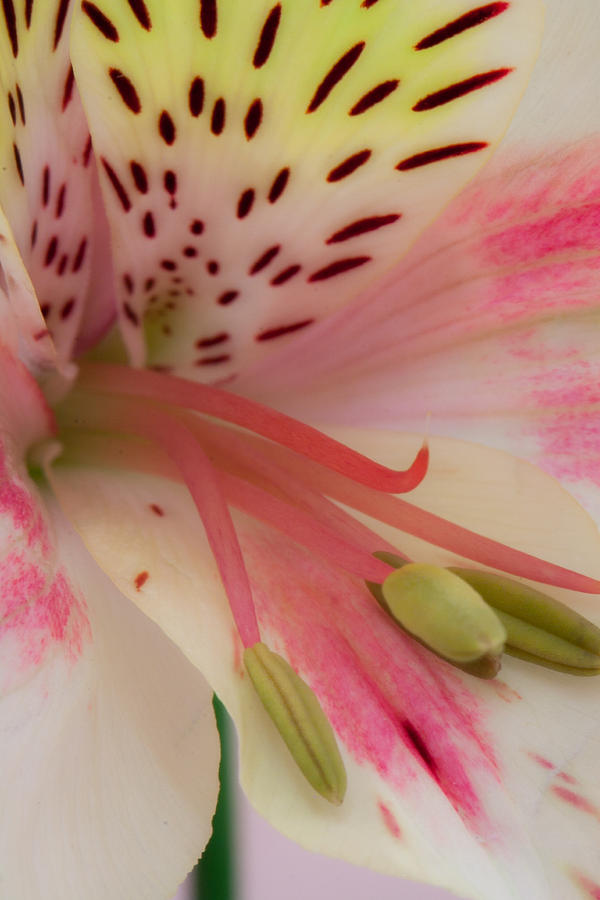 Alstroemeria closeup Photograph by W Chris Fooshee
