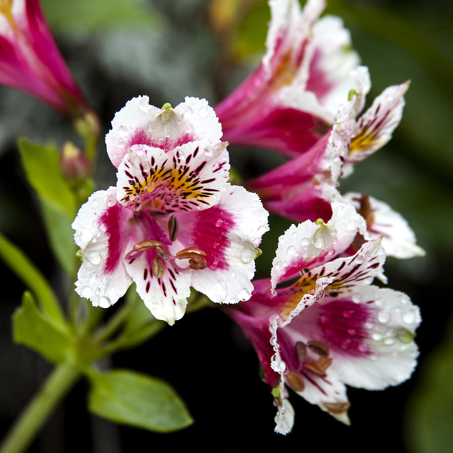 Alstroemeria Flower Fine Art Floral Photography as A Gift For The Home Photograph by Jerry Cowart