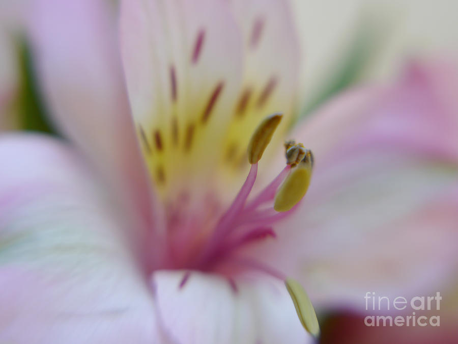 Six Petal Flower Photograph - Alstroemeria in Pastel by Irina Wardas