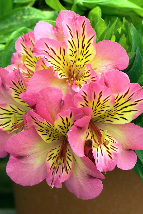 Alstroemeria 'inticancha Sunshine' Photograph by Adrian Thomas - Fine ...