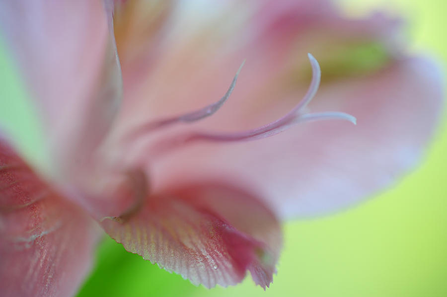 Lily Photograph - Alstroemeria Macro 1. Floral Discovery by Jenny Rainbow