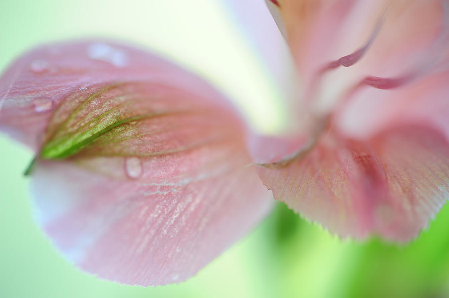 Lily Photograph - Alstroemeria Macro  2. Floral Discovery by Jenny Rainbow
