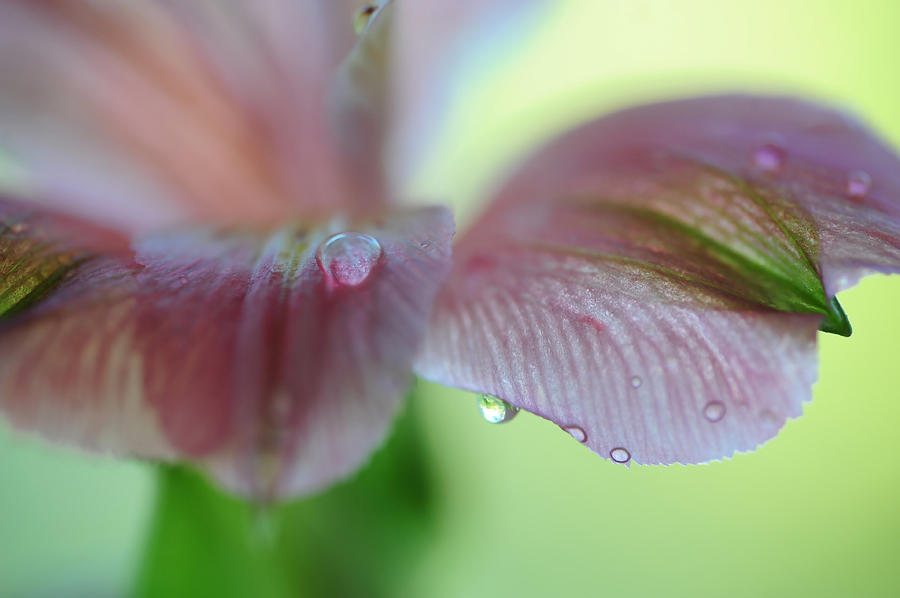 Lily Photograph - Alstroemeria Macro 5. Floral Discovery by Jenny Rainbow