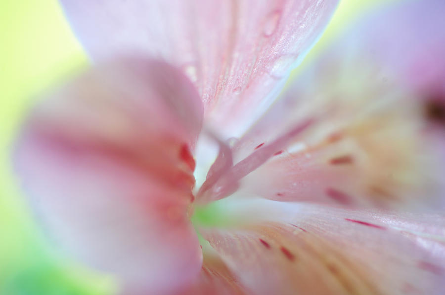 Lily Photograph - Alstroemeria Macro 6. Floral Discovery by Jenny Rainbow