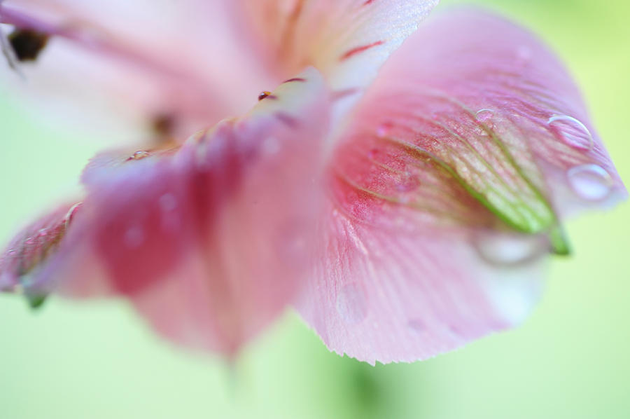 Lily Photograph - Alstroemeria Macro 7. Floral Discovery by Jenny Rainbow