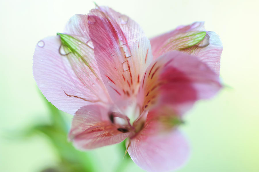 Lily Photograph - Alstroemeria Macro. Floral Discovery by Jenny Rainbow