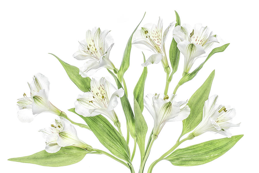 Alstroemeria Photograph by Mandy Disher - Fine Art America