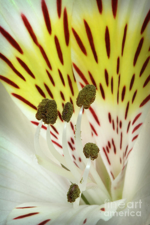 Alstroemeria Photograph by Morgan Wright