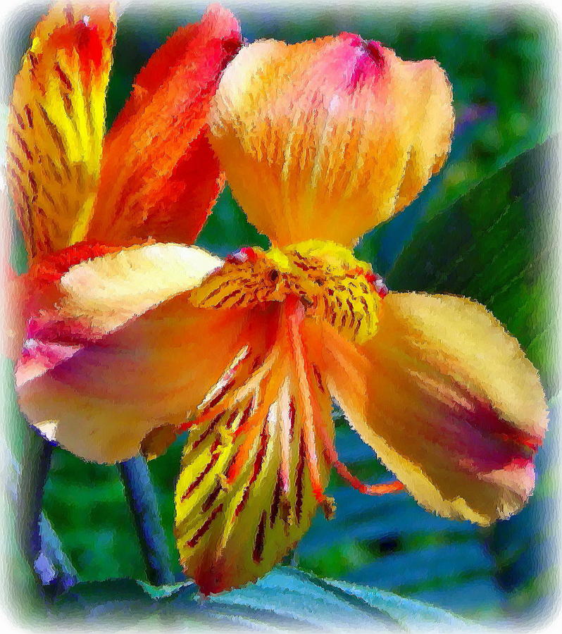 Lily Photograph - Alstroemeria Rainbow 1 by Sheri McLeroy