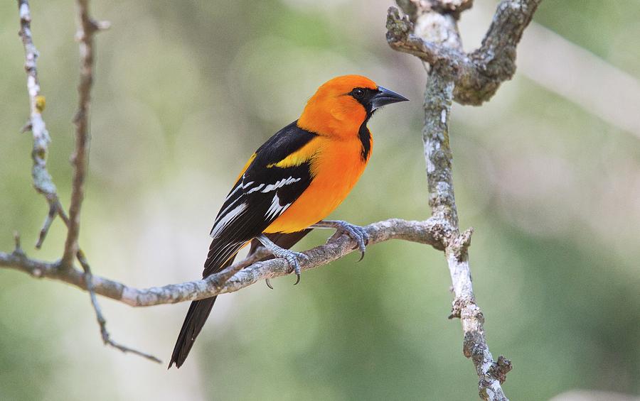 Altamira Oriole Photograph by Bob Gibbons/science Photo Library - Fine ...