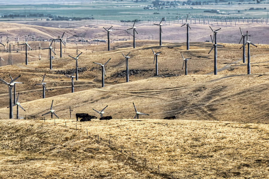 Nature Photograph - Altamont Pass - Coexistence by Nikolyn McDonald