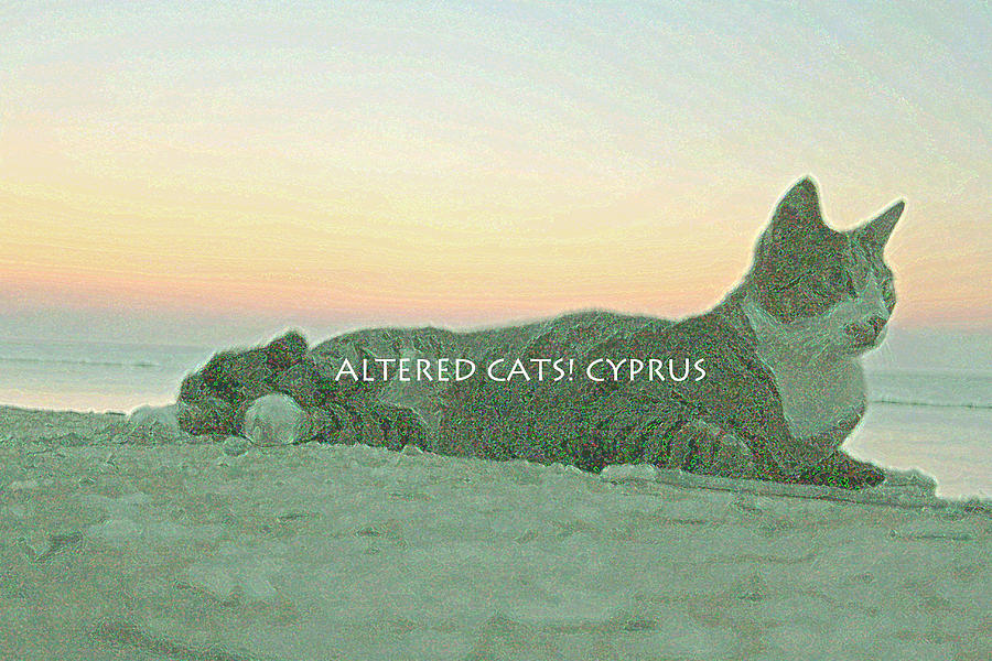 Altered Cats Cyprus Sunrise  Photograph by Anita Dale Livaditis