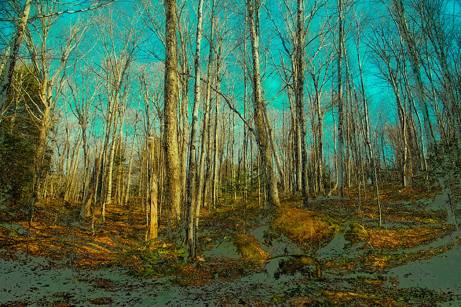 Altered Forest Photograph by David Patterson