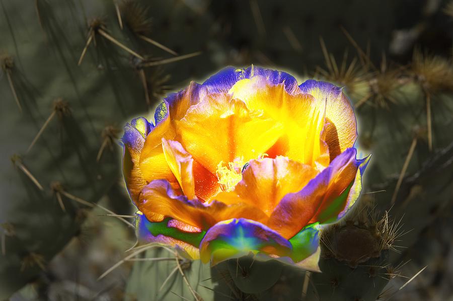 Altered Yellow Prickly Pear Flower Photograph by Richard Henne