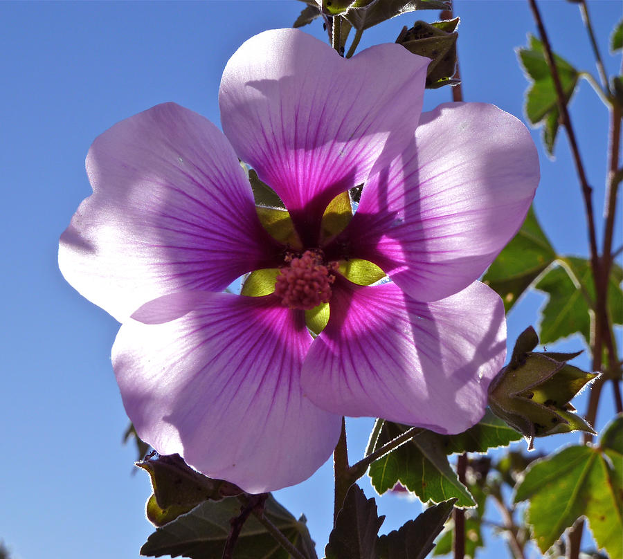 Althea Flower Photograph by K L Kingston