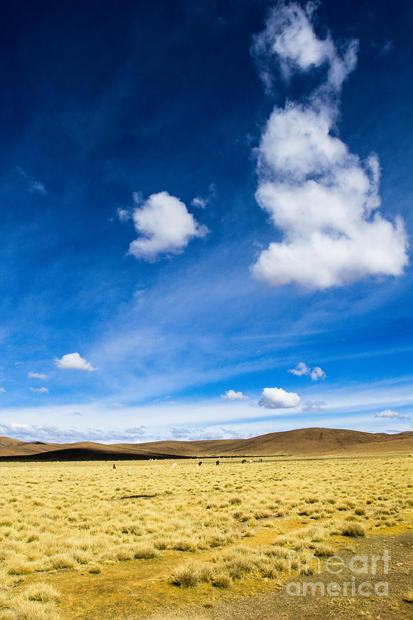 Altiplano In Bolivia Photograph